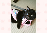 �ʐ^�F�a�̎R���̃r�r(�a)�����i���j