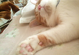 �ʐ^�F��t���̂���Ƃ������i���j