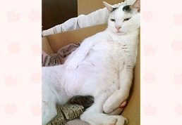 ��ʌ��݂̂悤�����i���j 