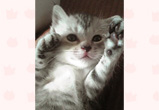 �ʐ^�F�Q�n���̖��H(�ނ�)�����i���j