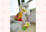 �ʐ^�F��������DOLLY�����i���j