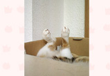 �ʐ^�F�����s�̂��ނ������i���j