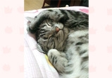 �ʐ^�F��t���̂����������i���j