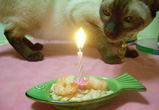 �ʐ^�F�����s�̃i�I�~�����i���j