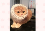 �ʐ^�F�k�C���̂Ԃ����i���j