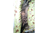 �ʐ^�F�k�C���̂�邿���i���j