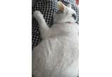 �ʐ^�F��ʌ��݂̂悤�����i���j