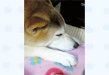 �ʐ^�F��ʌ��̑t(����) �����i���j