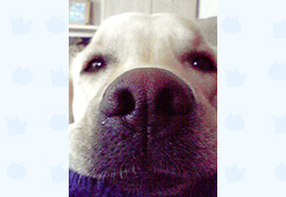 �k�C���̒��R�`�F���V�[�����i���j 