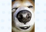�ʐ^�F���ꌧ�̎Č� �}���������i���j