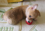 �ʐ^�F���Ɍ��̎��󂿂��i���j