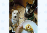 �ʐ^�F�V�����̎e���N�����i���j