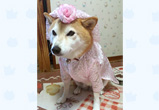 �ʐ^�F��ʌ��̑t(����)�����i���j