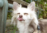 �ʐ^�F�_�ސ쌧�̃V�F���[�����i���j