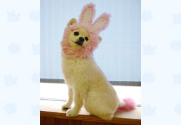 ���쌧�̃~���N�����i���j 
