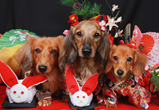 �ʐ^�F�������̃V���R��&Becky&�܂�񂿂��i���j