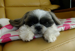 ���쌧�̃T�X�P�����i���j 