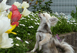 �ʐ^�F�_�ސ쌧�̃V�F���[�����i���j