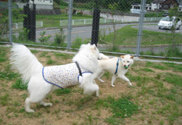 �ޗǌ��̋����Y�����i���j 