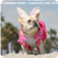 �����R�B�̃p���[�hin California
