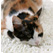 猫の起源
