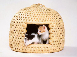 �ʐ^