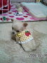 Coco�����̃u���O