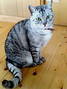 �x�����_���瑼���̔L�������ώ@����