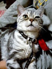 �A�����J���V���[�g�w�A�[