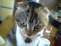 �˂�����炵�E�҃_�b�V��