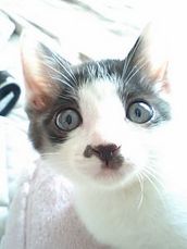 ���̑�