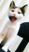 ���^�V�����Ă�!