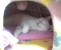 �ɗ��i�݂ǂ�j�����̃u���O