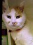 �Ƃ̂܂��̃p�g���[��