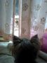 �T���B�����̃u���O