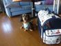 �N�b�L�[�����̃u���O