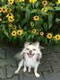 �V�F���[�����̃u���O