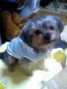 �z(�����[�L�[&���V�[�Y�[)�����̃u���O