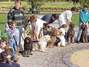 Tiara(Australian Labradoodle)�����̃u���O